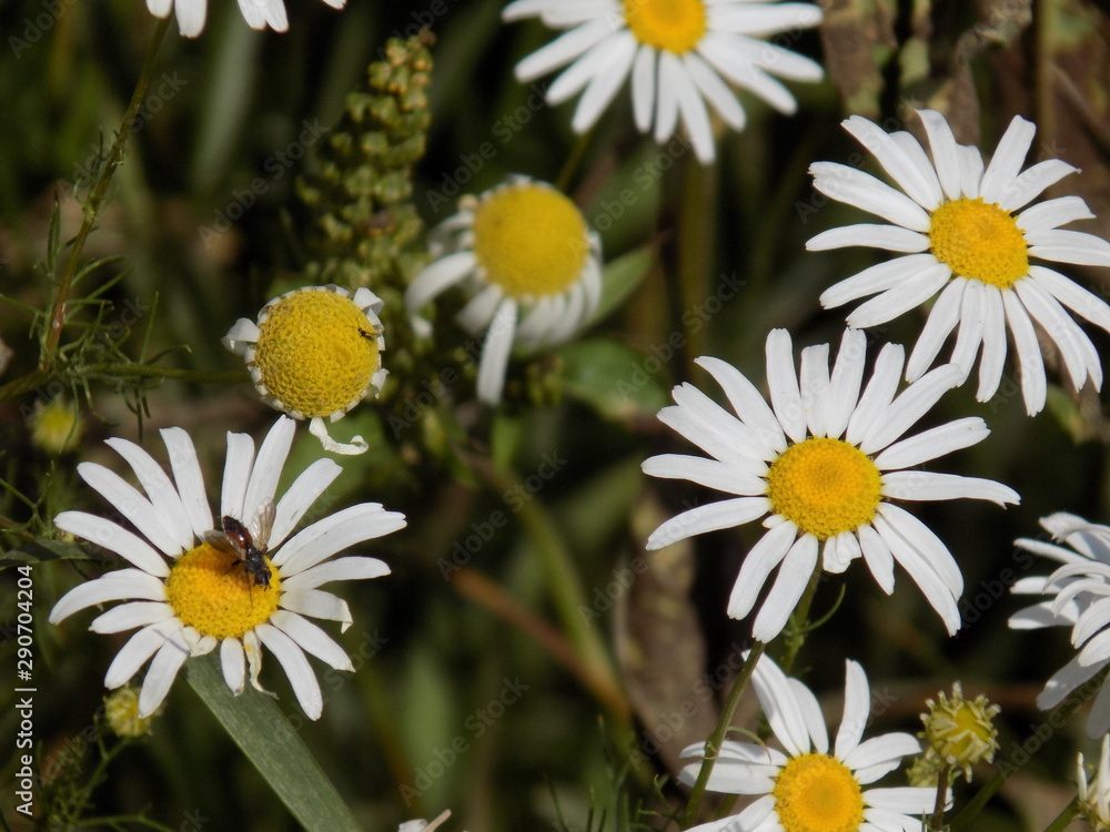 Fototapeta premium Blooming daisies. Pleasing to the eye Sunny flowers.