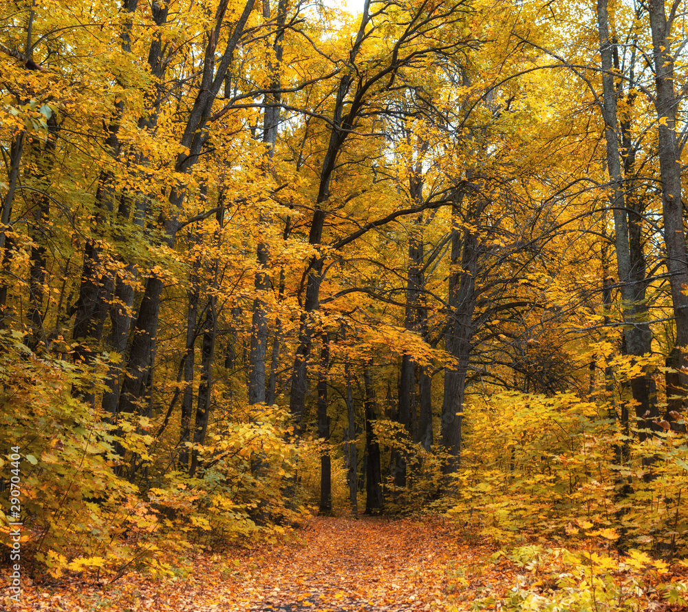 Obraz premium Golden trees in autumn in the park