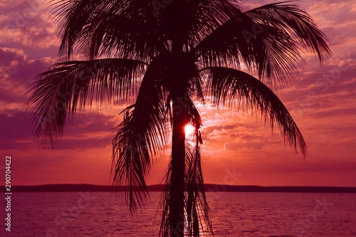 Palm tree sunset