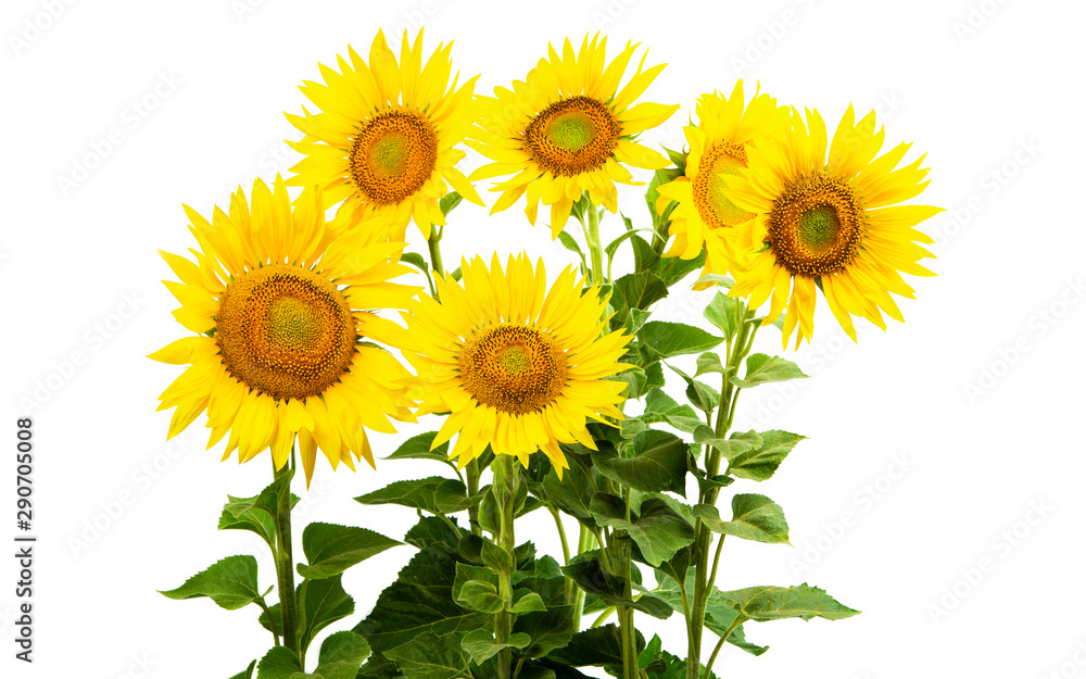 Obraz premium sunflower isolated
