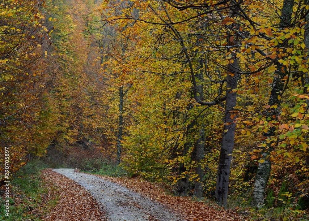 road in autumn forest