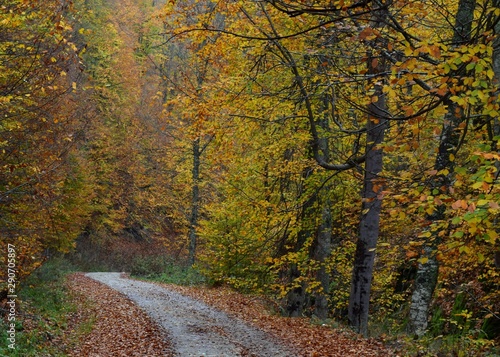 road in autumn forest © kanuni_10tr