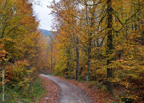road in autumn forest © kanuni_10tr
