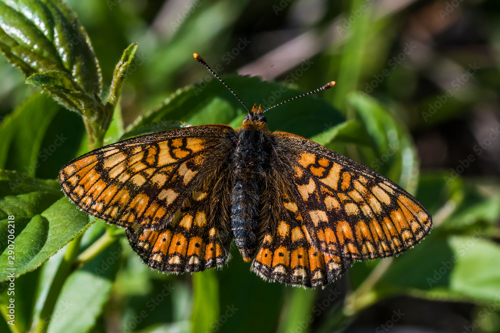 Golden Fritillary (Euphydryas aurinia)