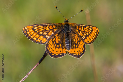 Obraz na płótnie Golden Fritillary (Euphydryas aurinia) w salonie