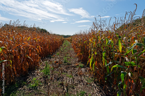 Dry corn field in Seine et Marne country © hassan bensliman