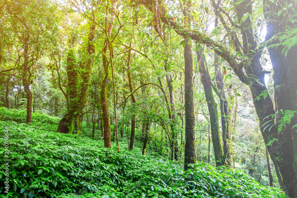 The fresh of green forest with trees and moss in the misty day of rainy season. The fresh of green forest with trees and moss in the misty day of rainy season.