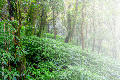 The fresh of green forest with trees and moss in the misty day of rainy season. 