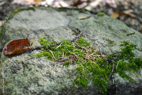 Stone with moss in the autumn forest close-up