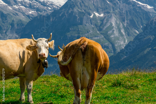 männlichen berneroberland