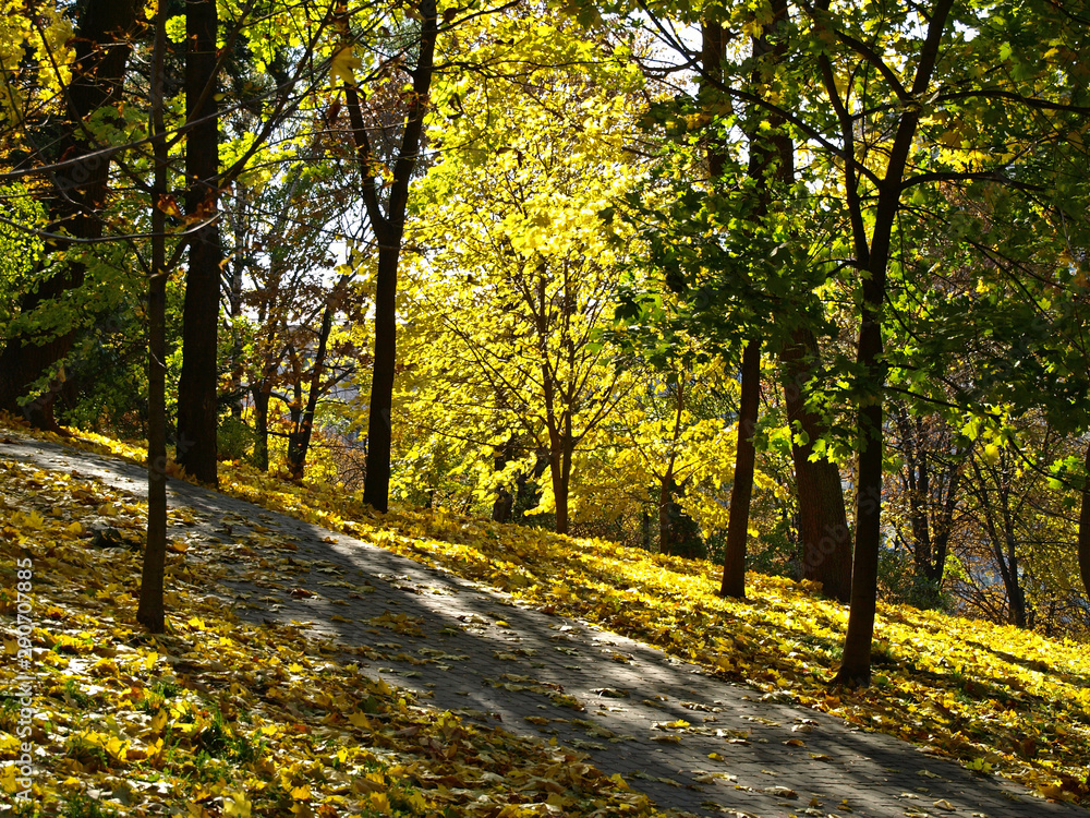 Fototapeta premium Golden autumn in town. Yellow tree in city park at fall season and sun rays that are breaking through the leaves