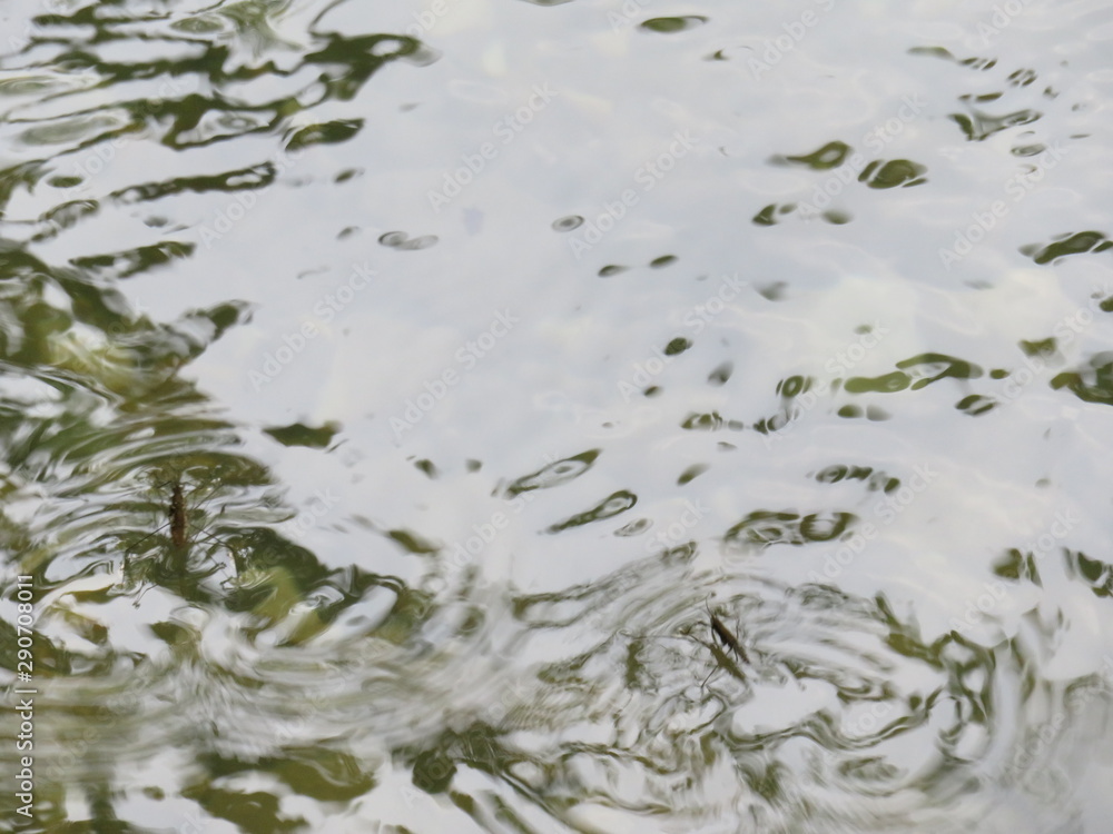 River insects at water surface River insects at water surface
