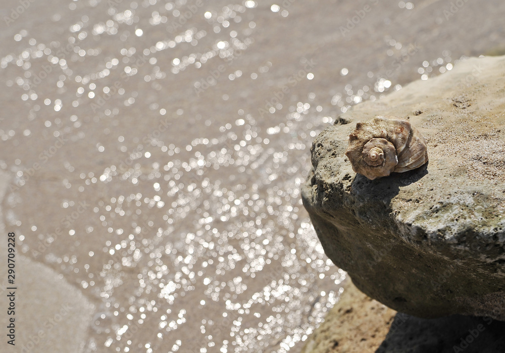 Big seashell in sea on the beach. Big seashell in sea on the beach.