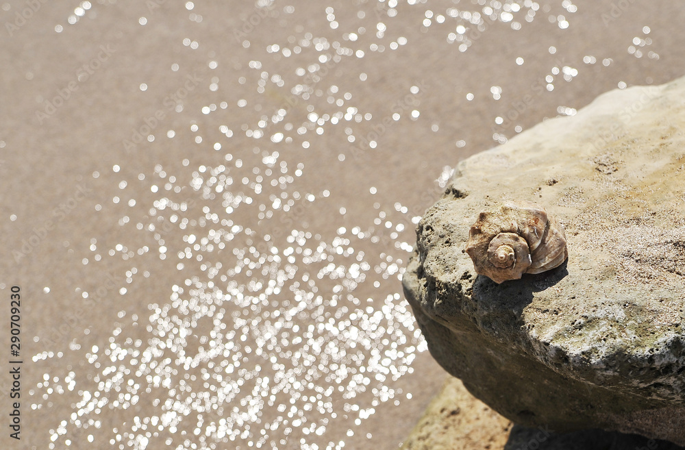 Big seashell in sea on the beach. Big seashell in sea on the beach.