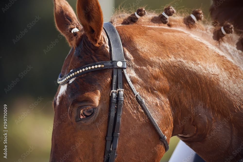 Obraz premium A redhead horse with a braided mane, dressed in equestrian gear for performance at dressage competitions, looks attentively, pricking up his ears.