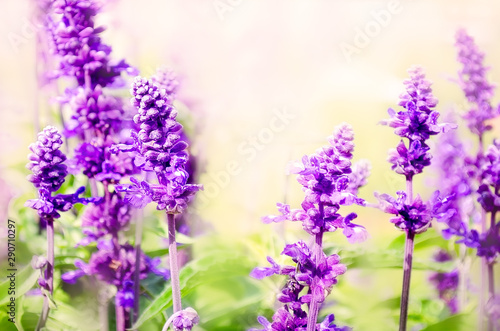 Purple lavender flowers in the sunlight. Copy space. Spring lavender background. Lavandula angustifolia  Lavandula officinalis.