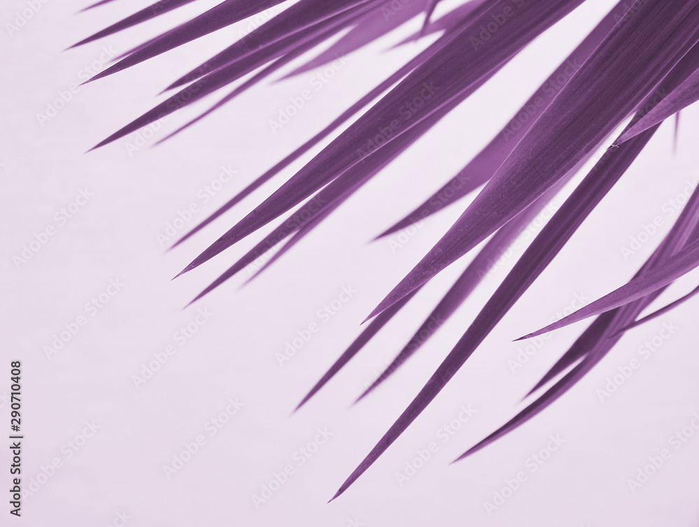 Abstract texture of plant. Abstract texture of plant.
