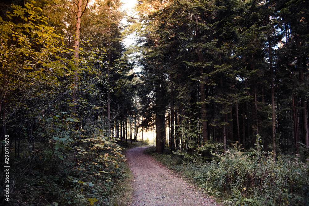 Naklejka premium road in forest