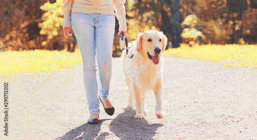 owner walking with her Golden Retriever dog on leash in sunny autumn day