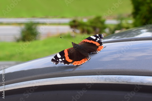 A bright butterfly sits on the roof of a car.