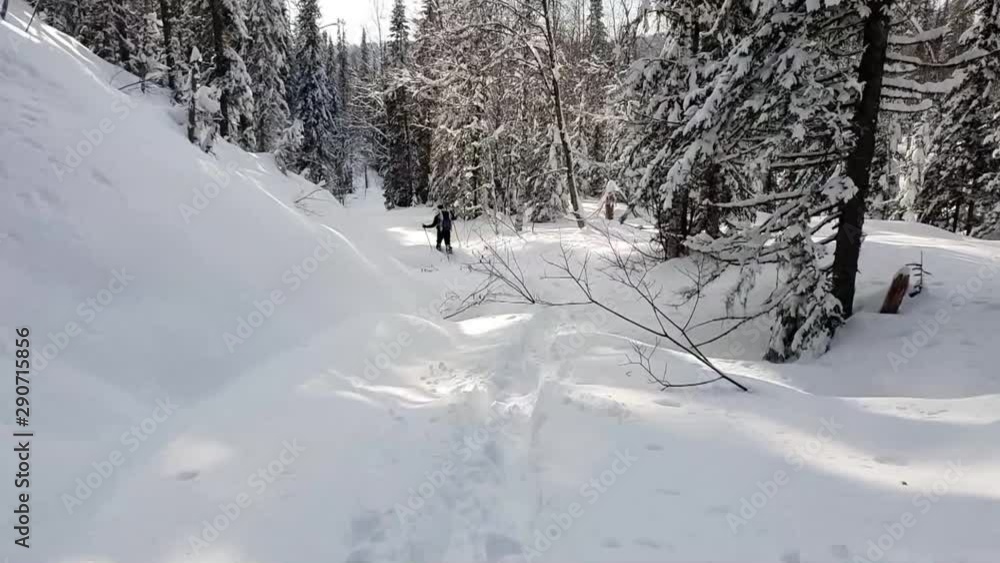 walk through the winter forest among the snow-covered trees walk through the winter forest among the snow-covered trees