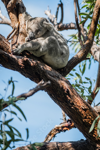 Fototapeta Naklejka Na Ścianę i Meble -  koala sleeping in tree