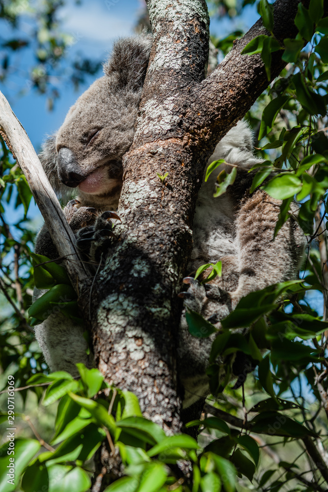 koala sleeping in tree on magnetic island