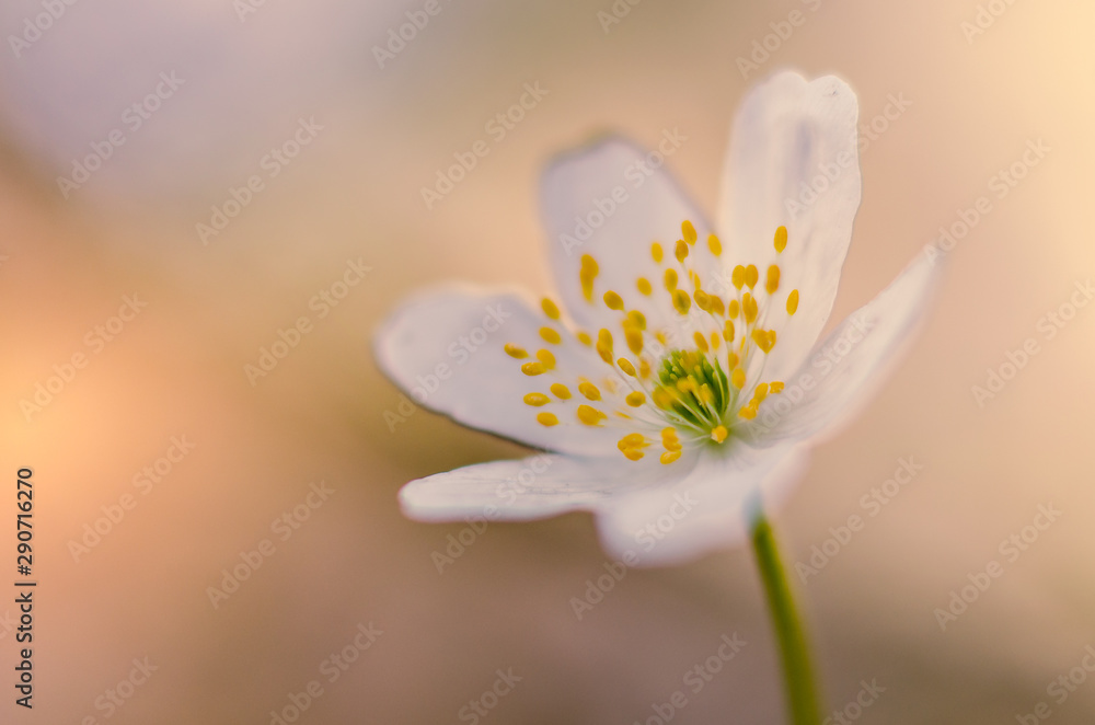 Macro fleurs Macro fleurs