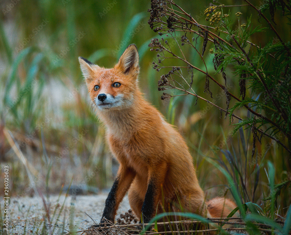 Obraz premium Wild red fox in the forest