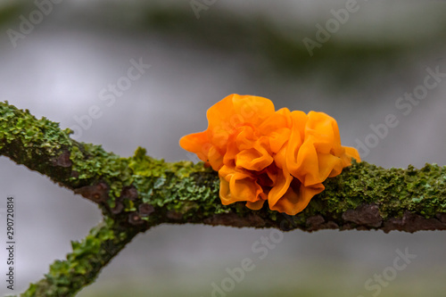 Yellow brain, Golden jelly fungus, Yellow trembler, or Witches' butter