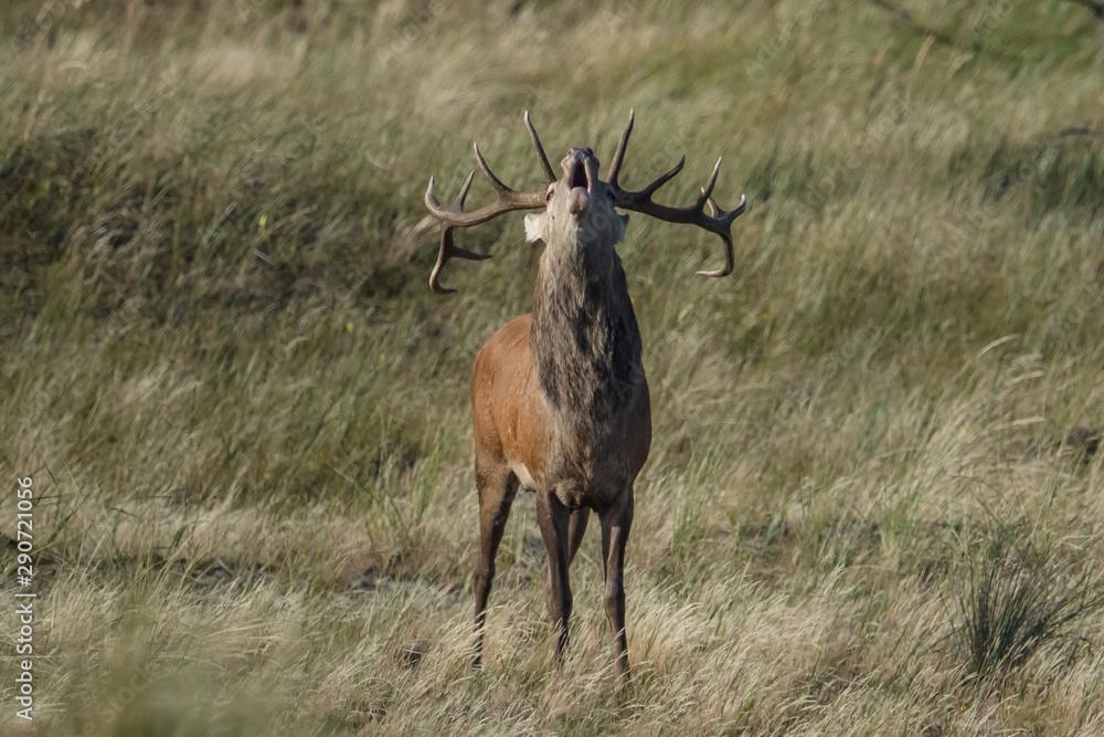 Fototapeta premium brunft
