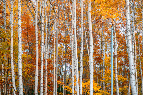 Beautiful scenery of countryside in Hokkaido Japan during autumn season