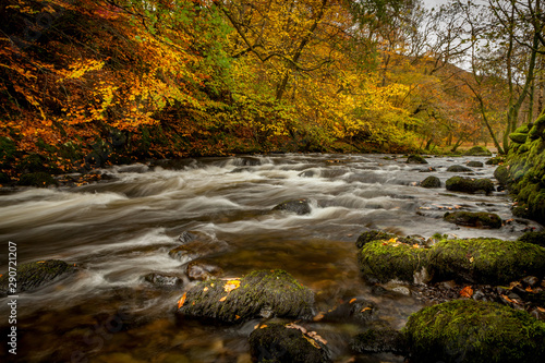 Fototapeta Naklejka Na Ścianę i Meble -  Lake District in Autumn with tree foliage in autumnal colour and the river Brathay  