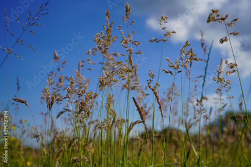 Close up of tall grass with a blue sky background
