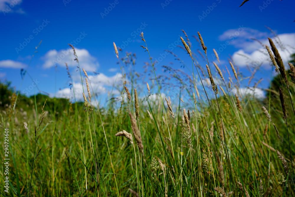 Close up of tall grass with a blue sky background