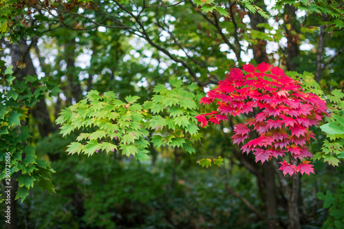 Concept picture of diffentiate, contrast, change, red maple among green maple