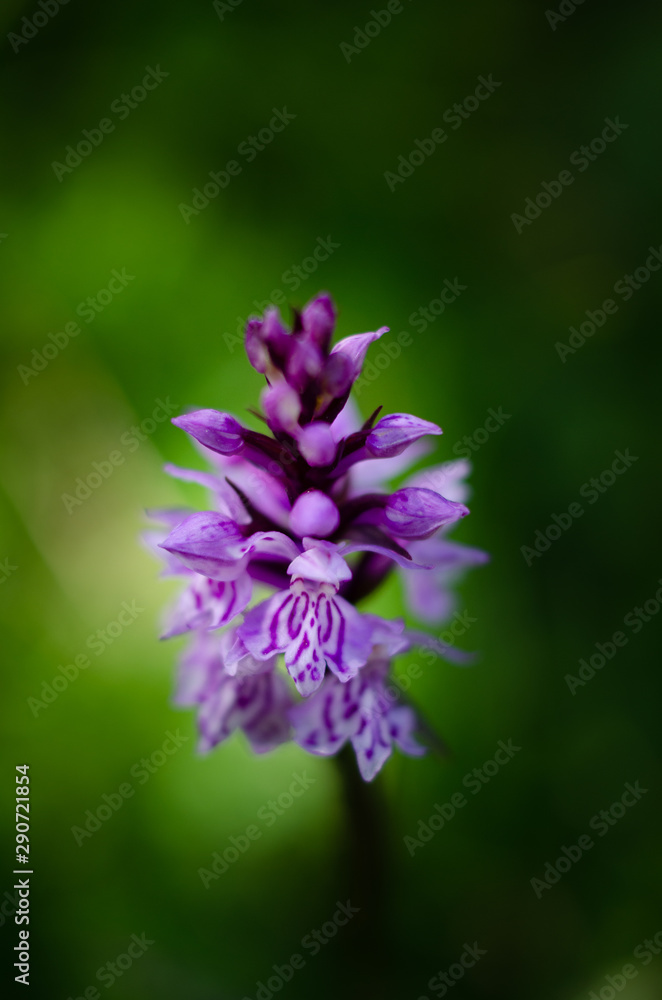 Obraz premium Macro fleurs