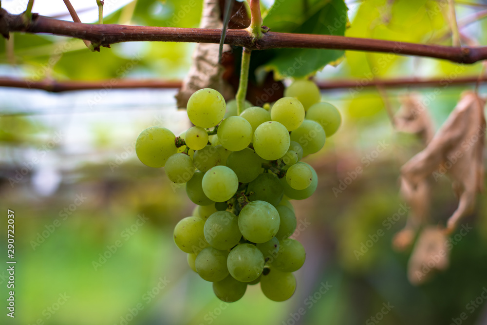 Grapes with green leaves background hang on the vine ready for harvest Grapes with green leaves background hang on the vine ready for harvest