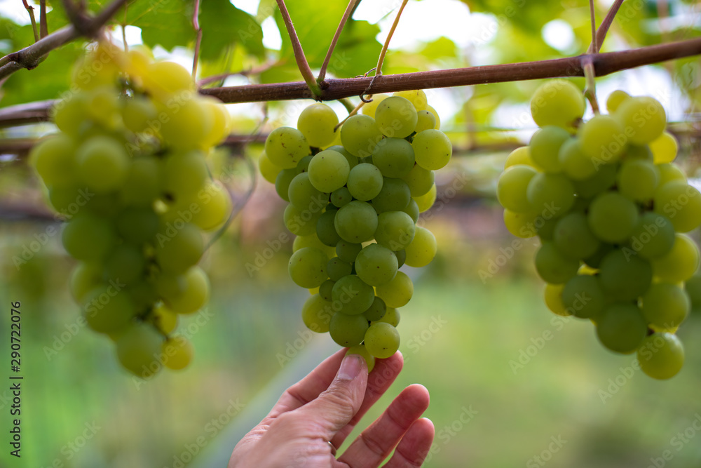 Close up of hand holding green grape with nice blur background. Concept of farming.