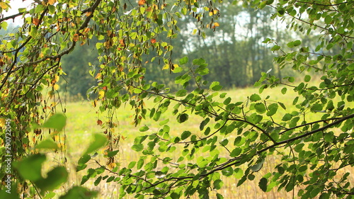 Birch tree branch in autumn season