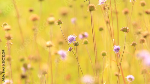 Thistle flower on autumn meadow field