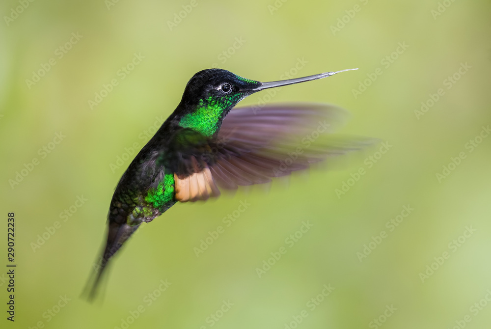 Buff-winged Starfrontlet - Coeligena lutetiae, beautiful green hummingbird from Andean slopes of South America, Guango Lodge, Ecuador. Buff-winged Starfrontlet - Coeligena lutetiae, beautiful green hummingbird from Andean slopes of South America, Guango Lodge, Ecuador.