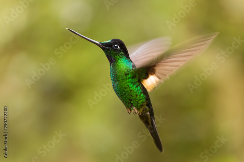 Buff-winged Starfrontlet - Coeligena lutetiae, beautiful green hummingbird from Andean slopes of South America, Guango Lodge, Ecuador. © David