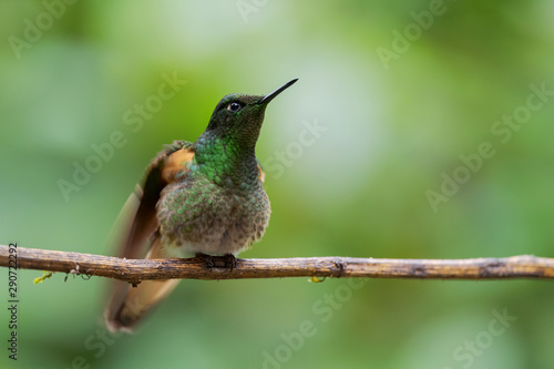 Buff-winged Starfrontlet - Coeligena lutetiae, beautiful green hummingbird from Andean slopes of South America, Guango Lodge, Ecuador.