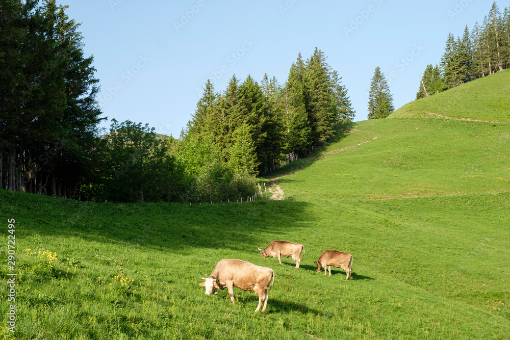 Grazing cows with horns on a lush meadow in the Bernese Oberland / Switzerland Grazing cows with horns on a lush meadow in the Bernese Oberland / Switzerland