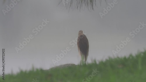 Indian Pond-Heron or paddybird - Ardeola grayii is a small heron. Standing in the heavy tropical rain and then walking away. photo