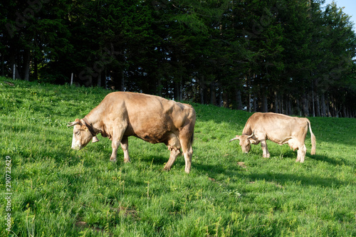 Grazing cows with horns on a lush meadow in the Bernese Oberland   Switzerland