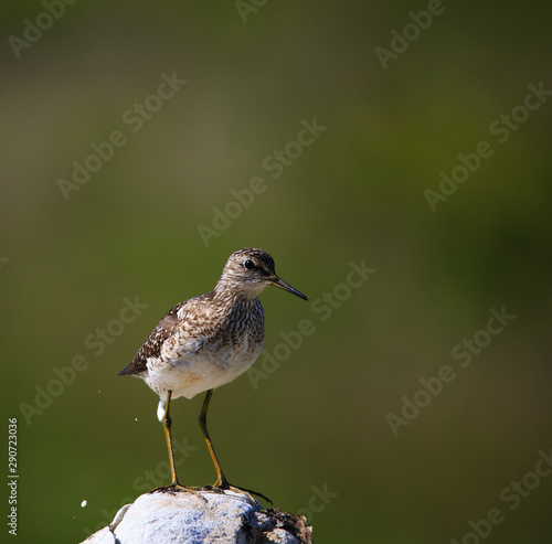 Wood sandpiper in the nature