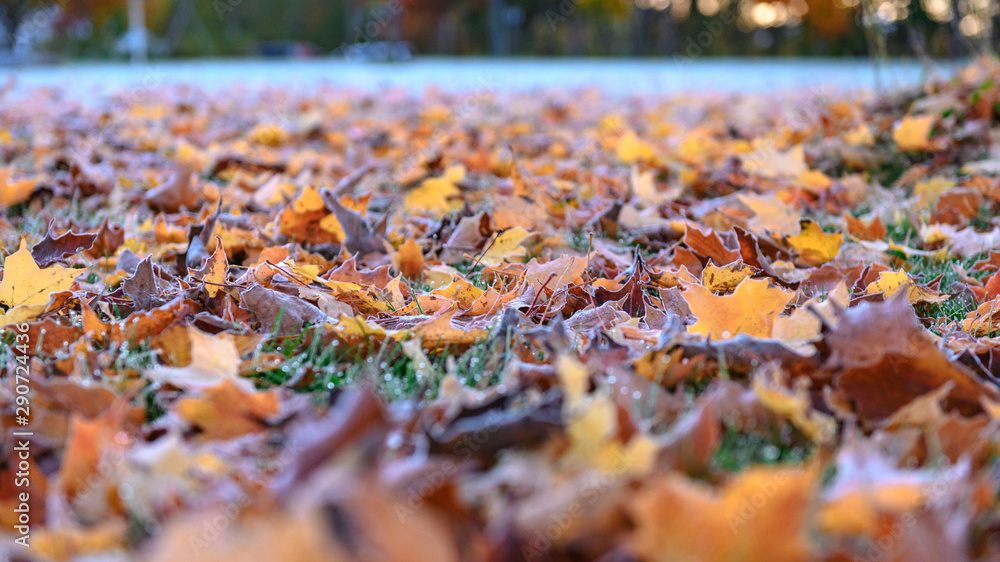 Icing fallen maple leaves on ground concept of changing from autumn to winter Icing fallen maple leaves on ground concept of changing from autumn to winter