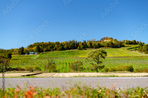 Fototapeta Naklejka Na Ścianę i Meble -  Landscape picture of winery tourism in Japan